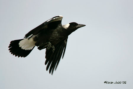 Australian Magpie