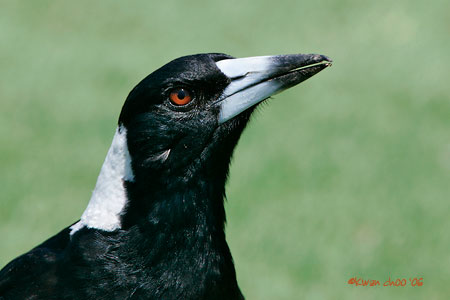 Australian Magpie