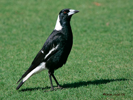 Australian Magpie