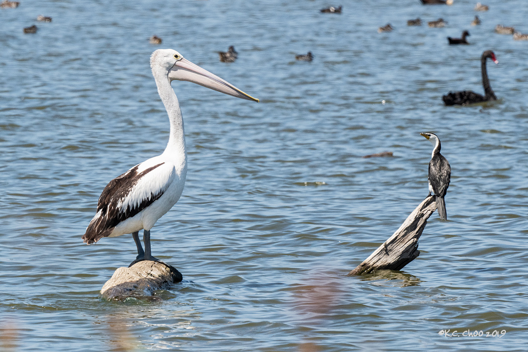 Australian Pelican
