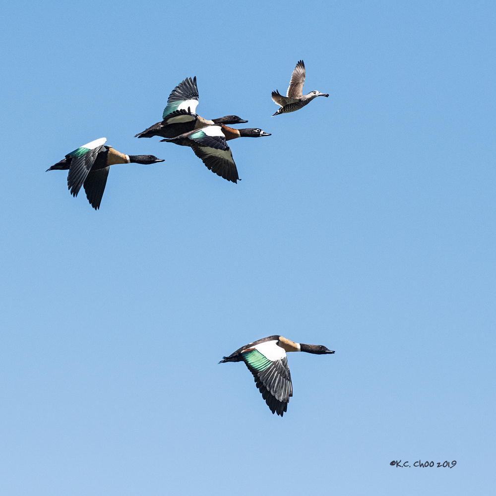 Australian Shelduck