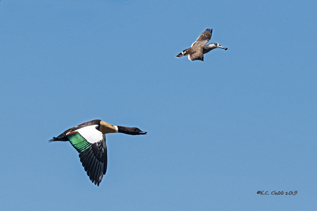 Australian Shelduck
