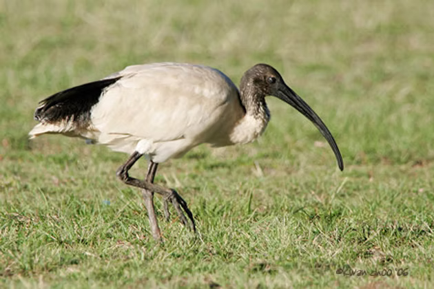 Australian White Ibis