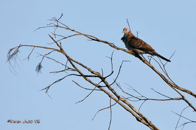 Bar-shouldered Dove