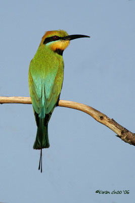 Rainbow Bee-eater