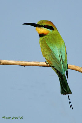 Rainbow Bee-eater