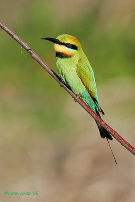 Rainbow Bee-eater