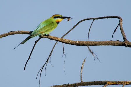 Rainbow Bee-eater