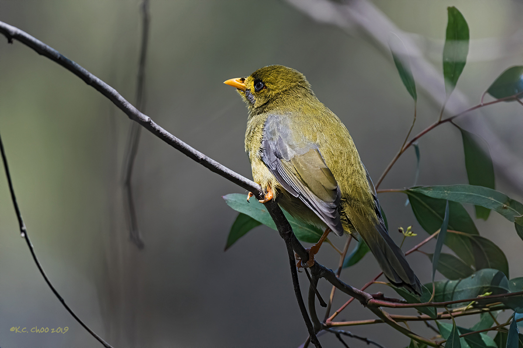 Bell Miner