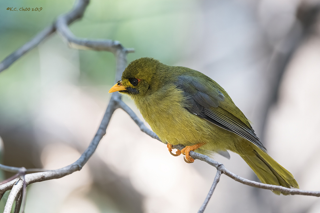 Bell Miner