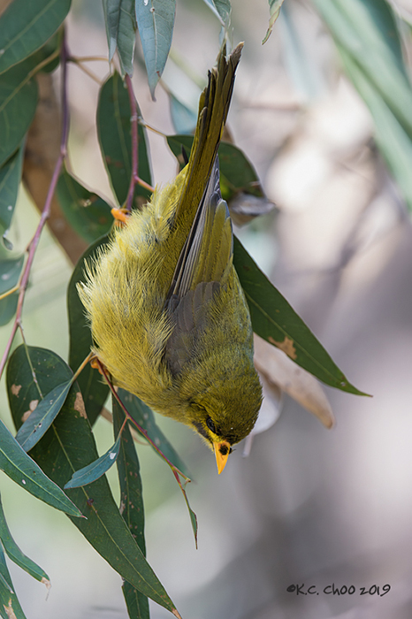Bell Miner