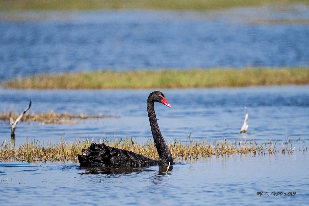 Black Swan