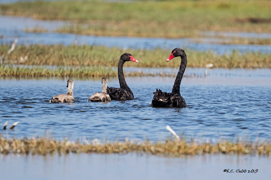 Black Swan