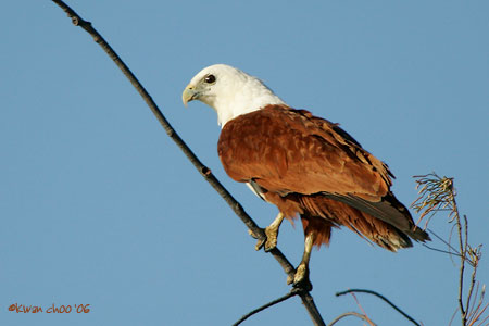 Brahminy Kite
