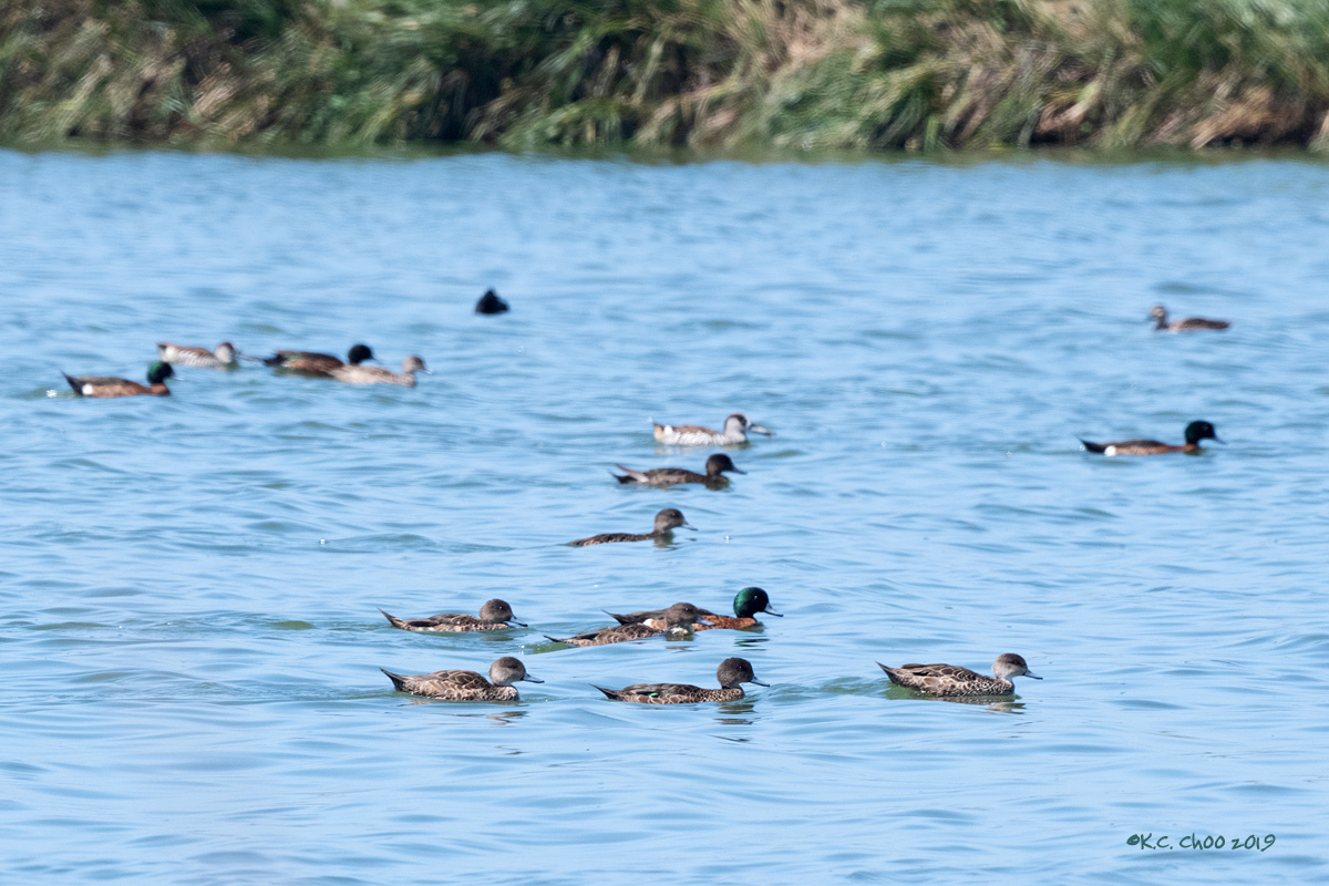 Chestnut Teal