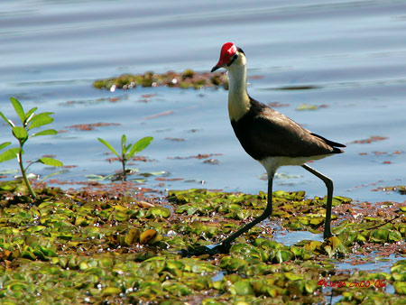 Comb-crested Jacana