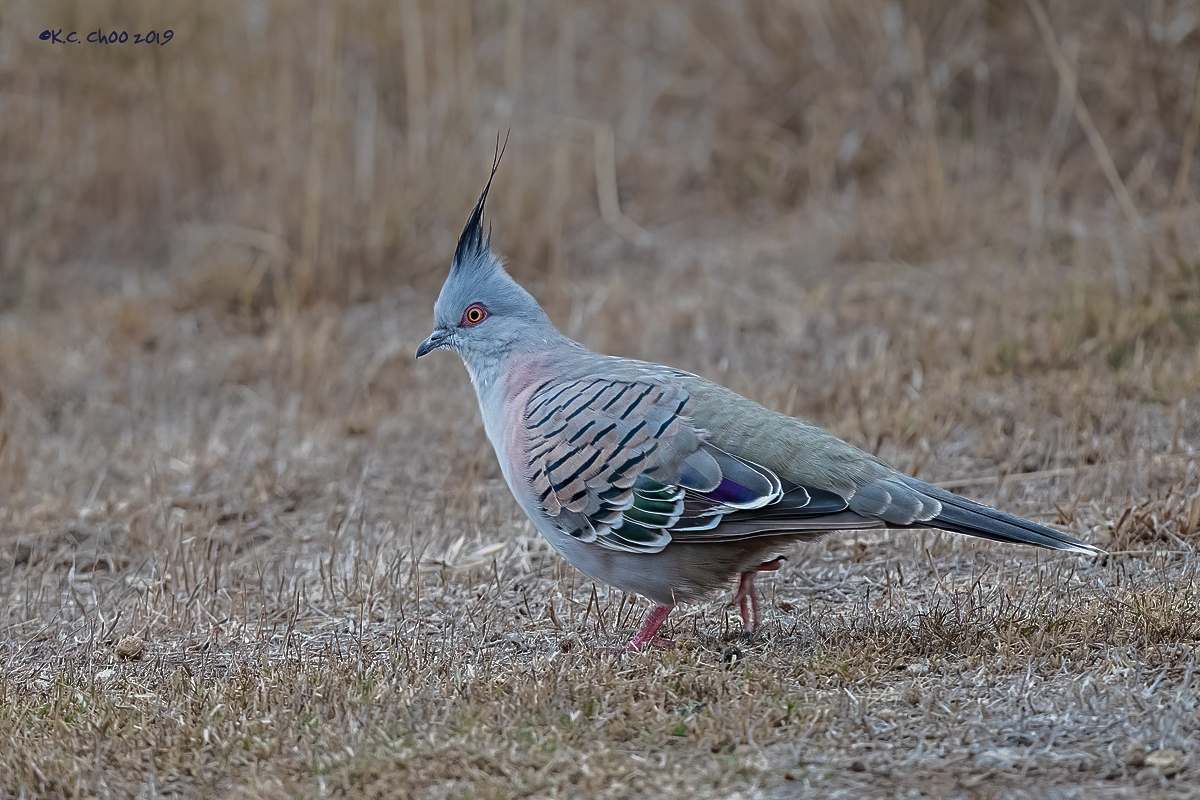Crested Pigeon