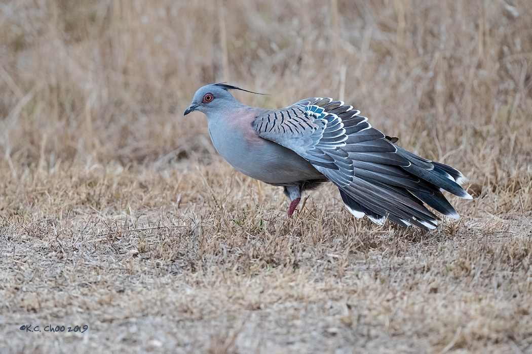 Crested Pigeon