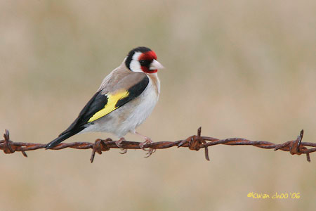 European Goldfinch