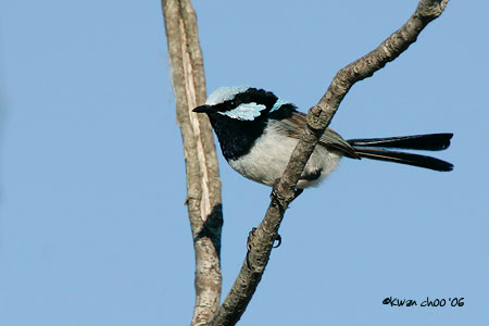 Superb Fairy-wren