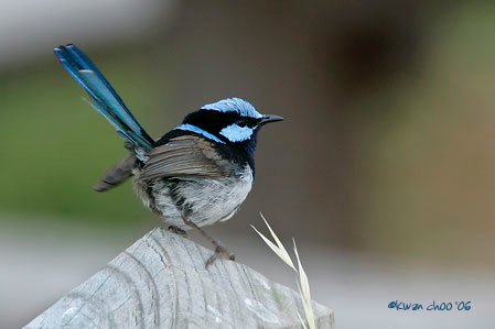 Superb Fairy-wren