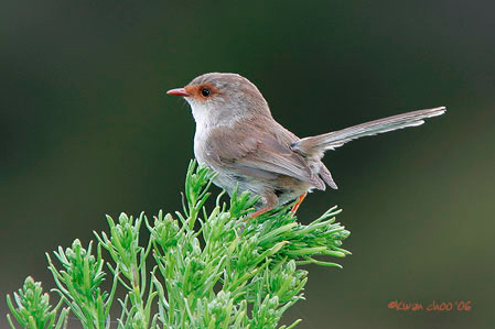 Superb Fairy-wren