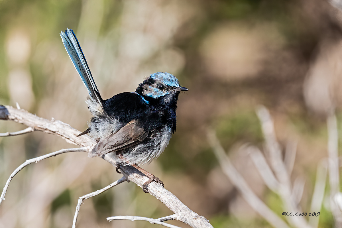 Superb Fairy-wren