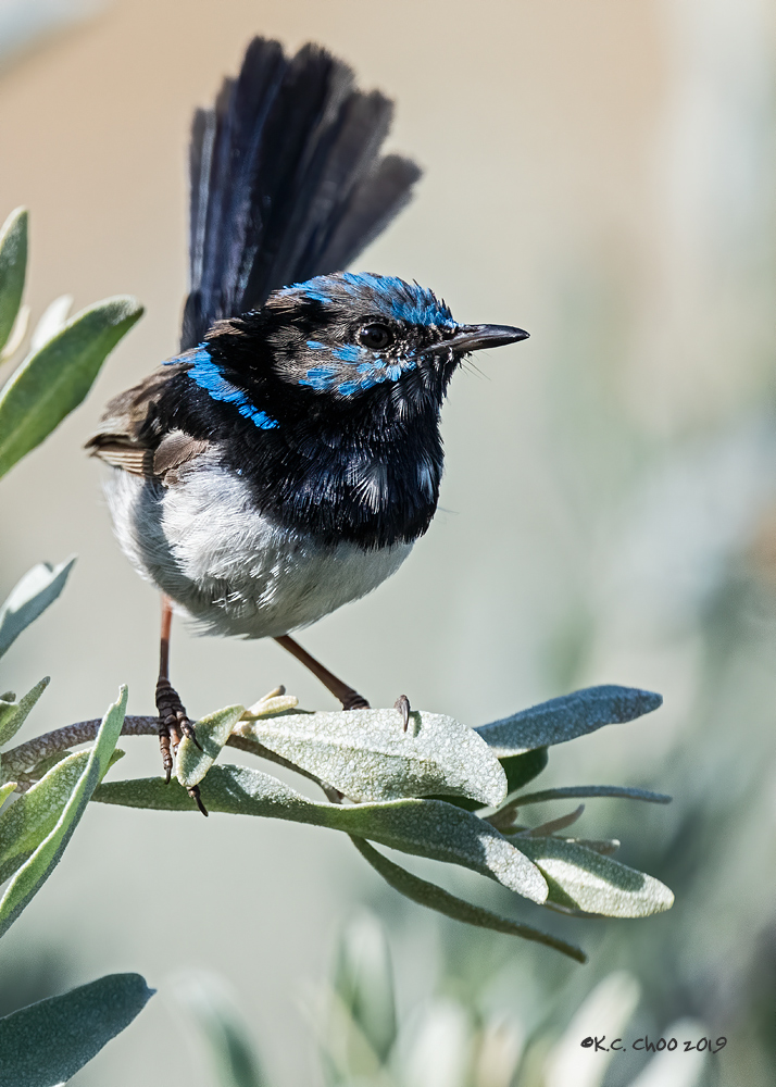Superb Fairy-wren