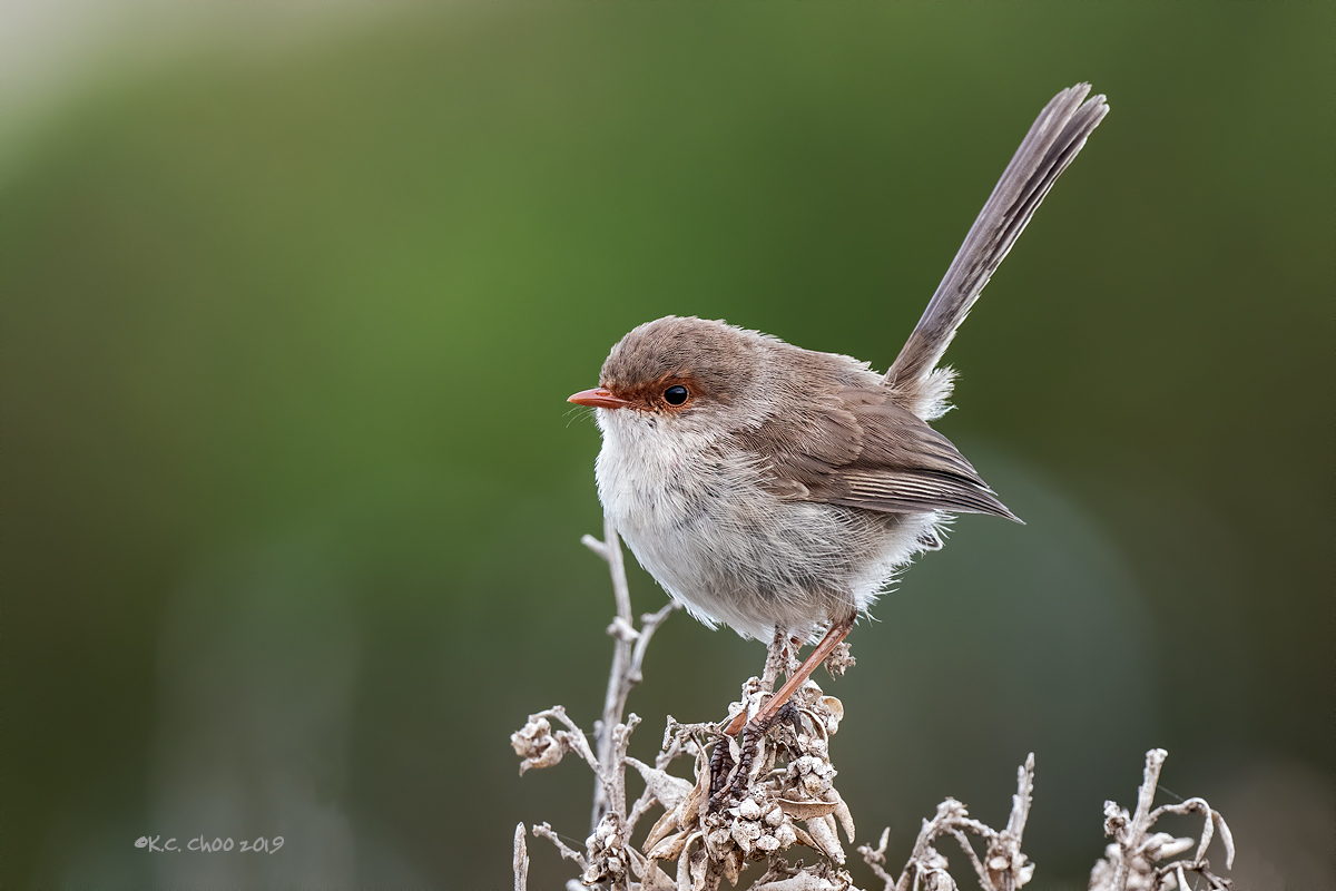 Superb Fairy-wren