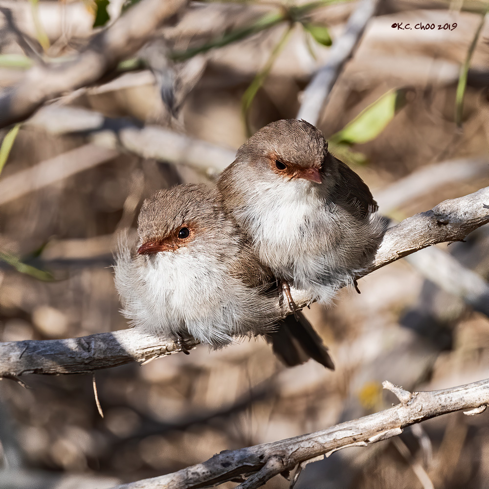 Superb Fairy-wren