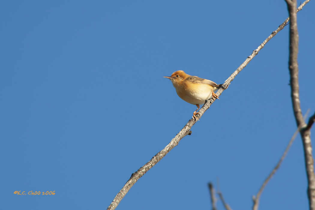 Golden-headed Cisticola