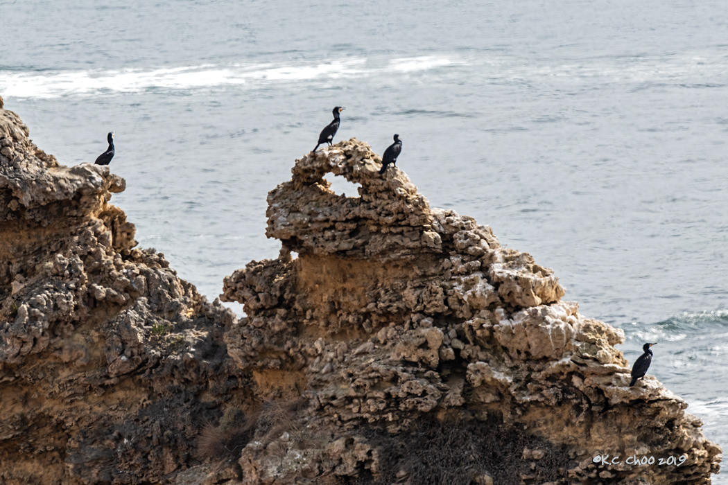 Great Cormorant