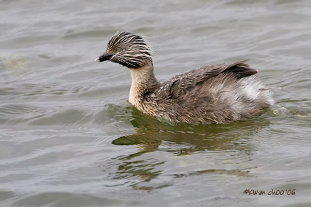 Hoary-headed Grebe