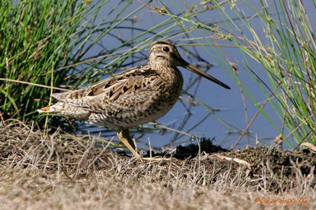 Latham’s Snipe