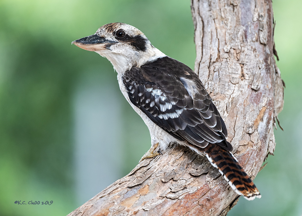 Laughing Kookabura