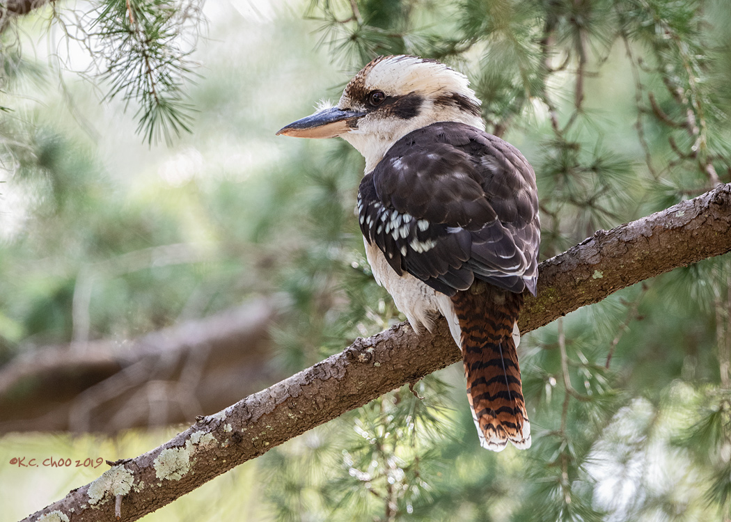 Laughing Kookabura