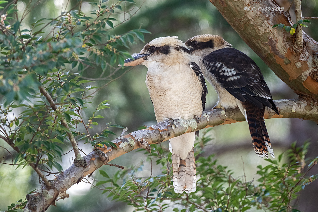 Laughing Kookabura