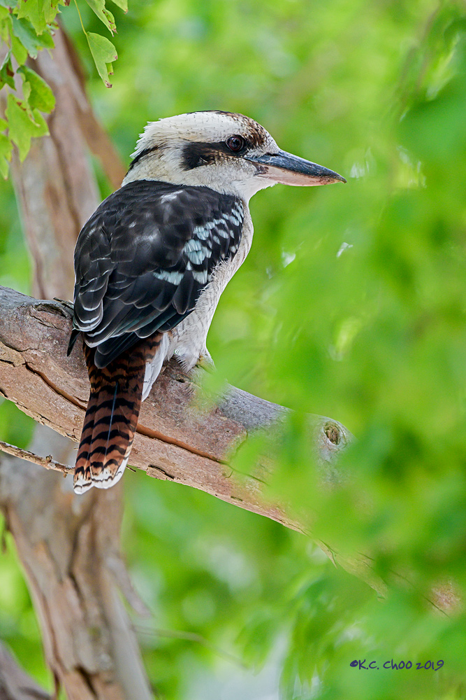 Laughing Kookabura