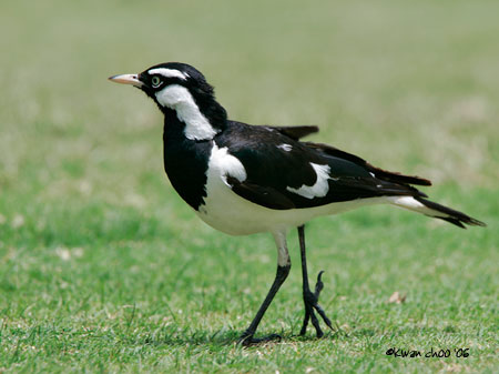 Lark Magpie