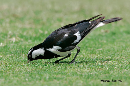 Lark Magpie