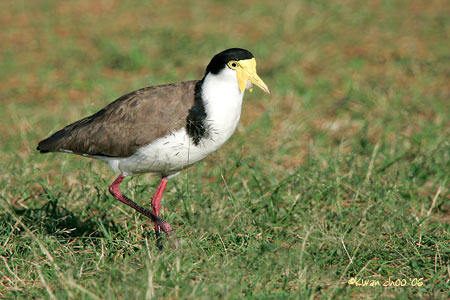 Masked Lapwing