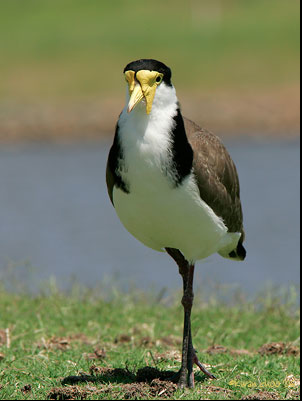 Masked Lapwing