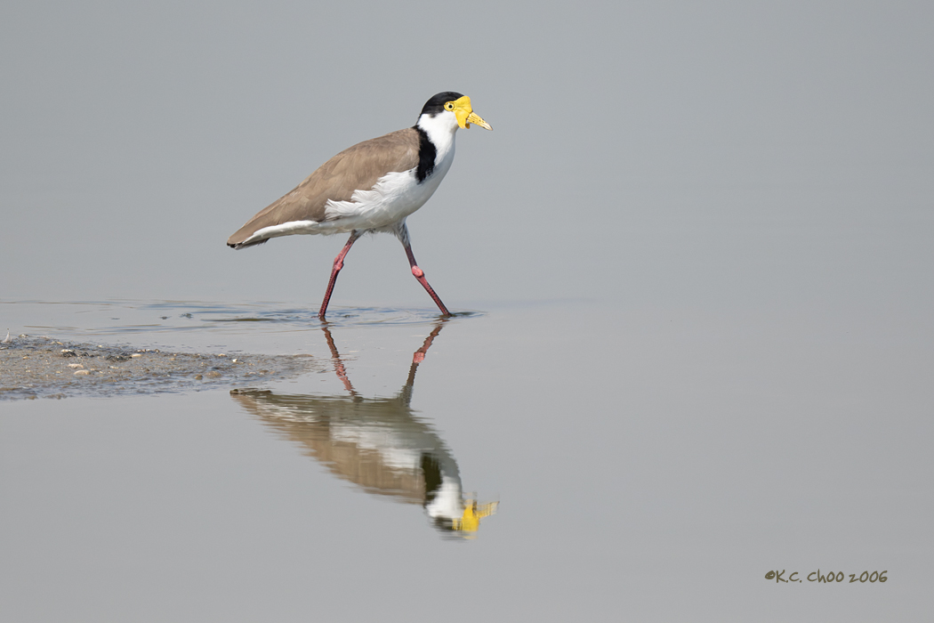 Masked Lapwing