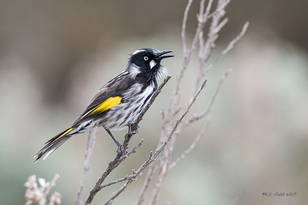 New Holland Honeyeater