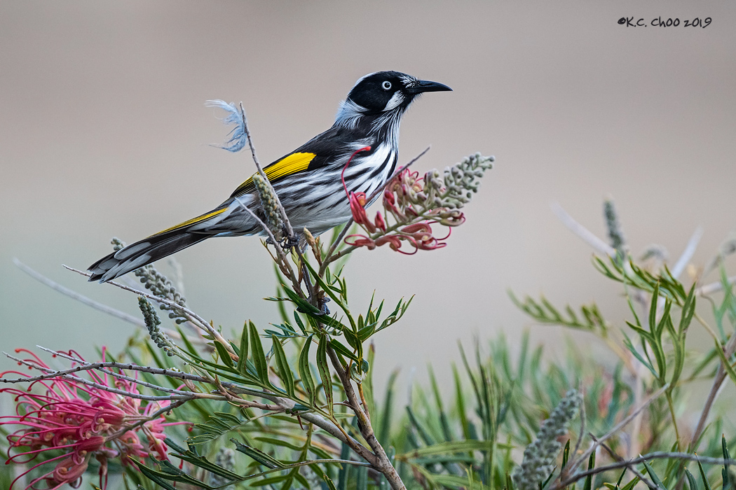 New Holland Honeyeater