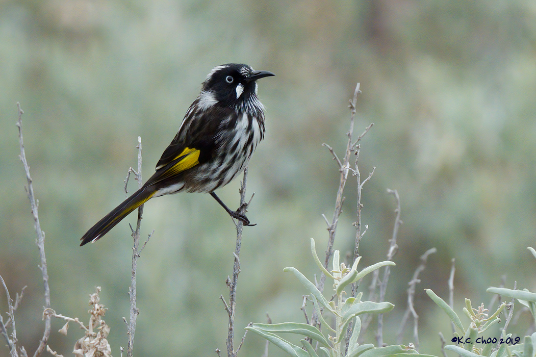 New Holland Honeyeater
