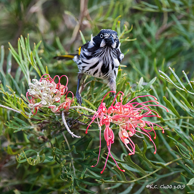 New Holland Honeyeater