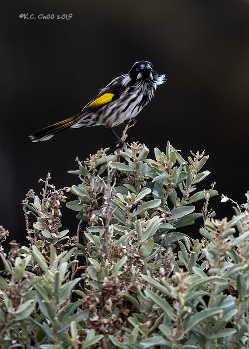 New Holland Honeyeater