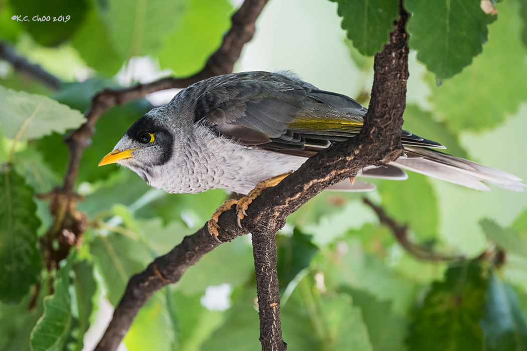 Noisy Miner