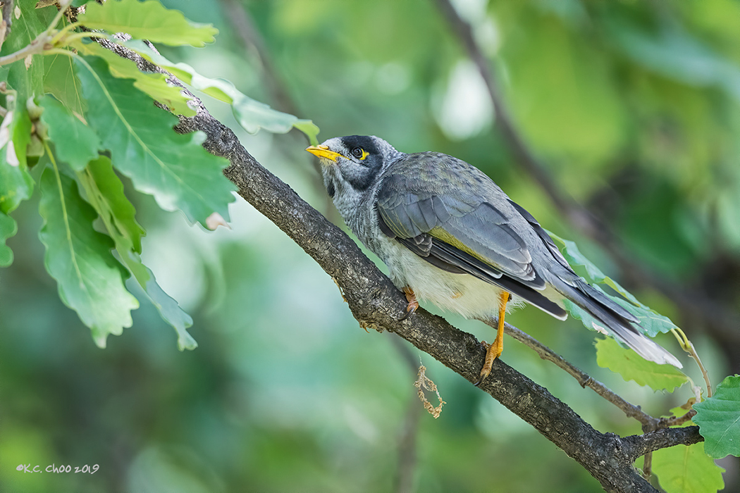 Noisy Miner
